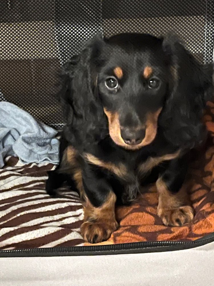 Hundetreffen-Berti (12. Wochen, Dackel) sucht Spielfreunde-Profilbild