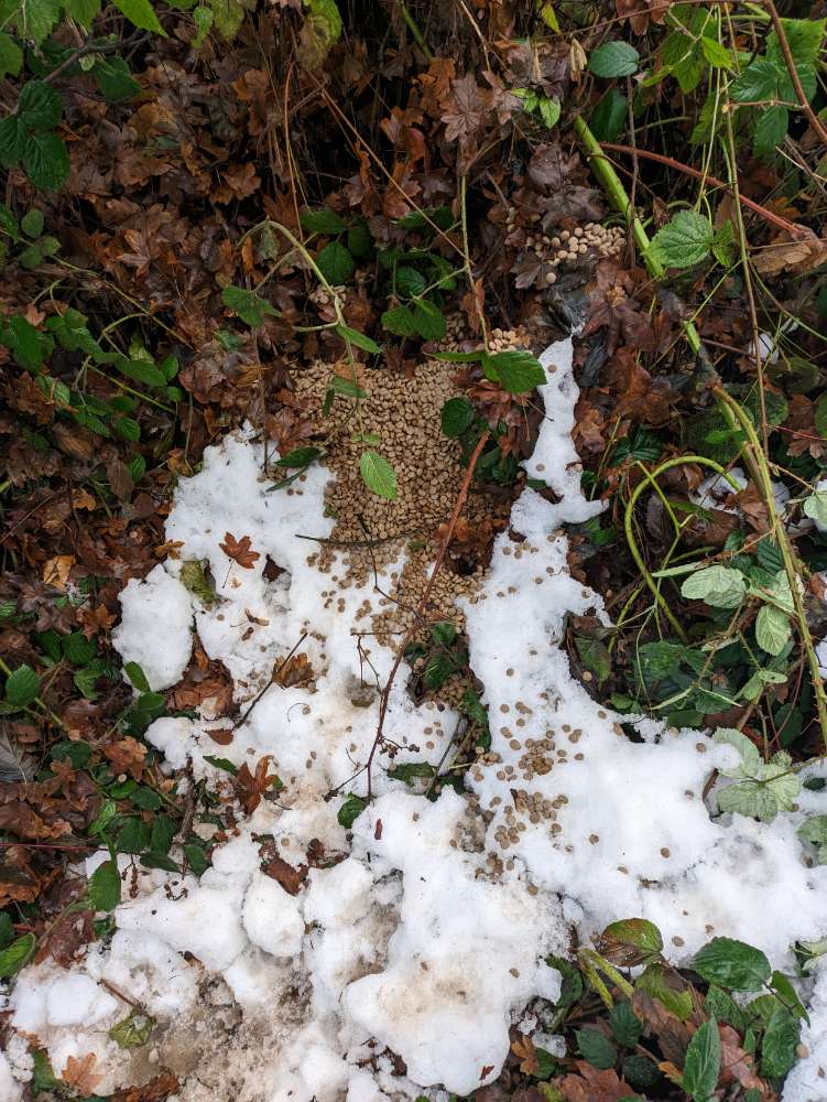 Giftköder-Trockenfutter in Altstetten/Lyrenweg-Profilbild