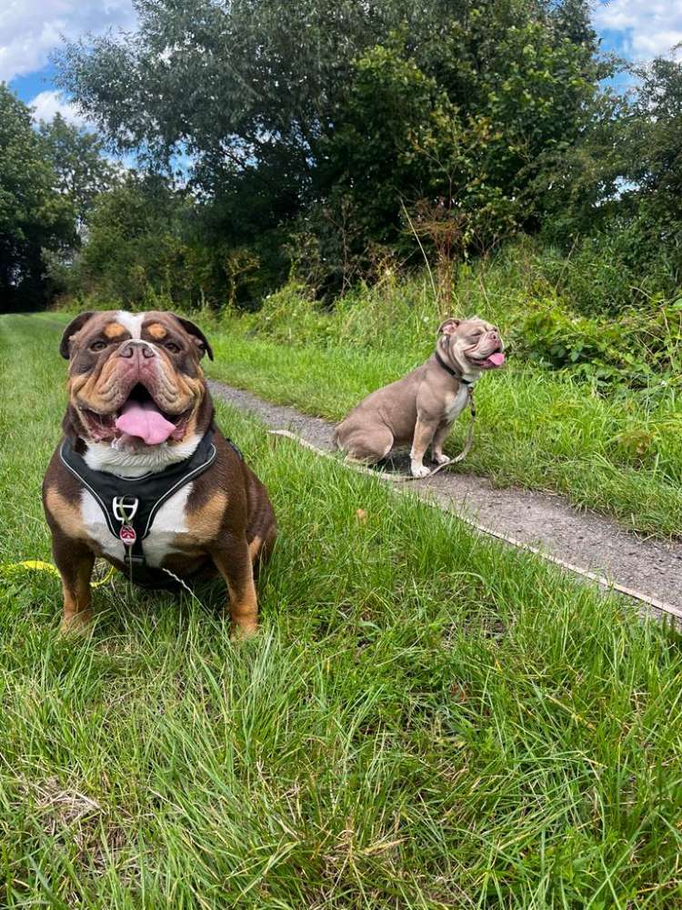 Hundetreffen-Bully treffen spazieren gehen-Profilbild