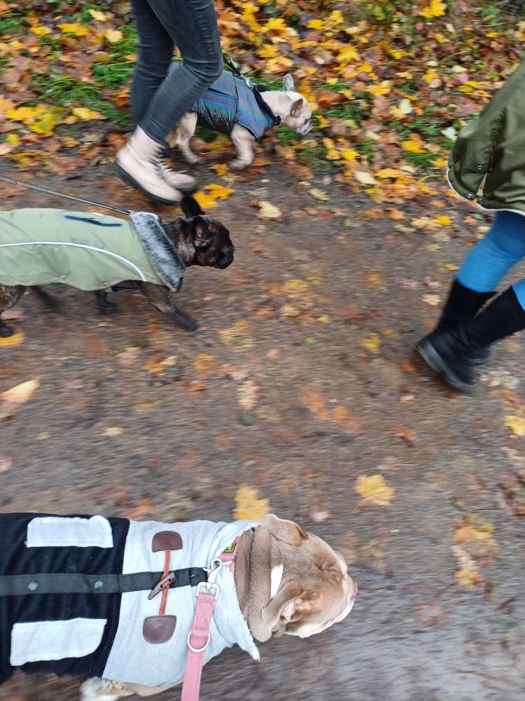 Hundetreffen-Bullytreffen-Profilbild