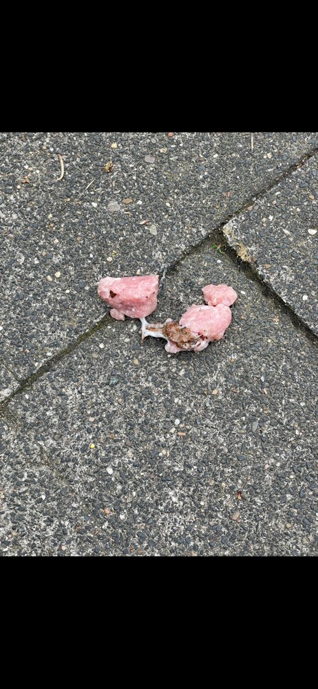 Giftköder-Mögliches Gift-Profilbild