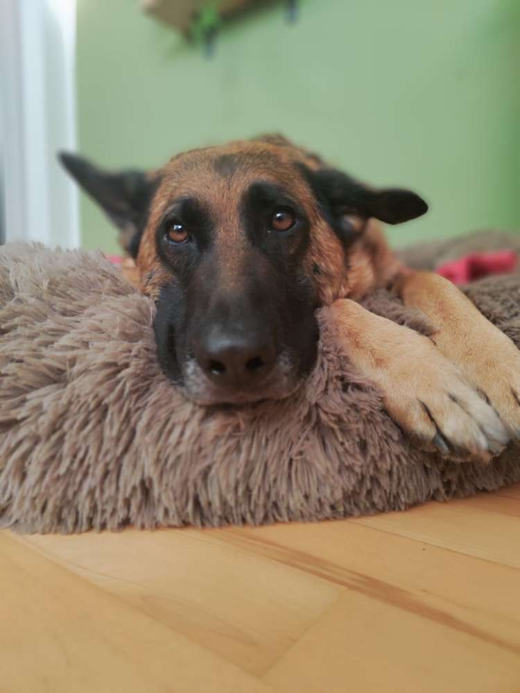 Hundetreffen-Treffen zum Üben-Profilbild