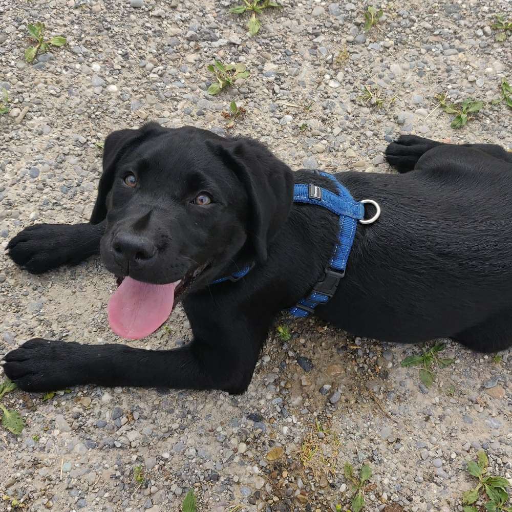 Hundetreffen-Spaziergänge, Übungen und Spielrunde-Profilbild