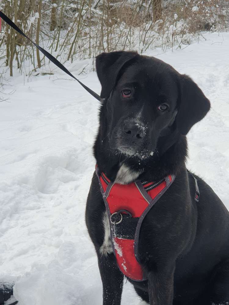 Hundetreffen-Spielrunde-Profilbild