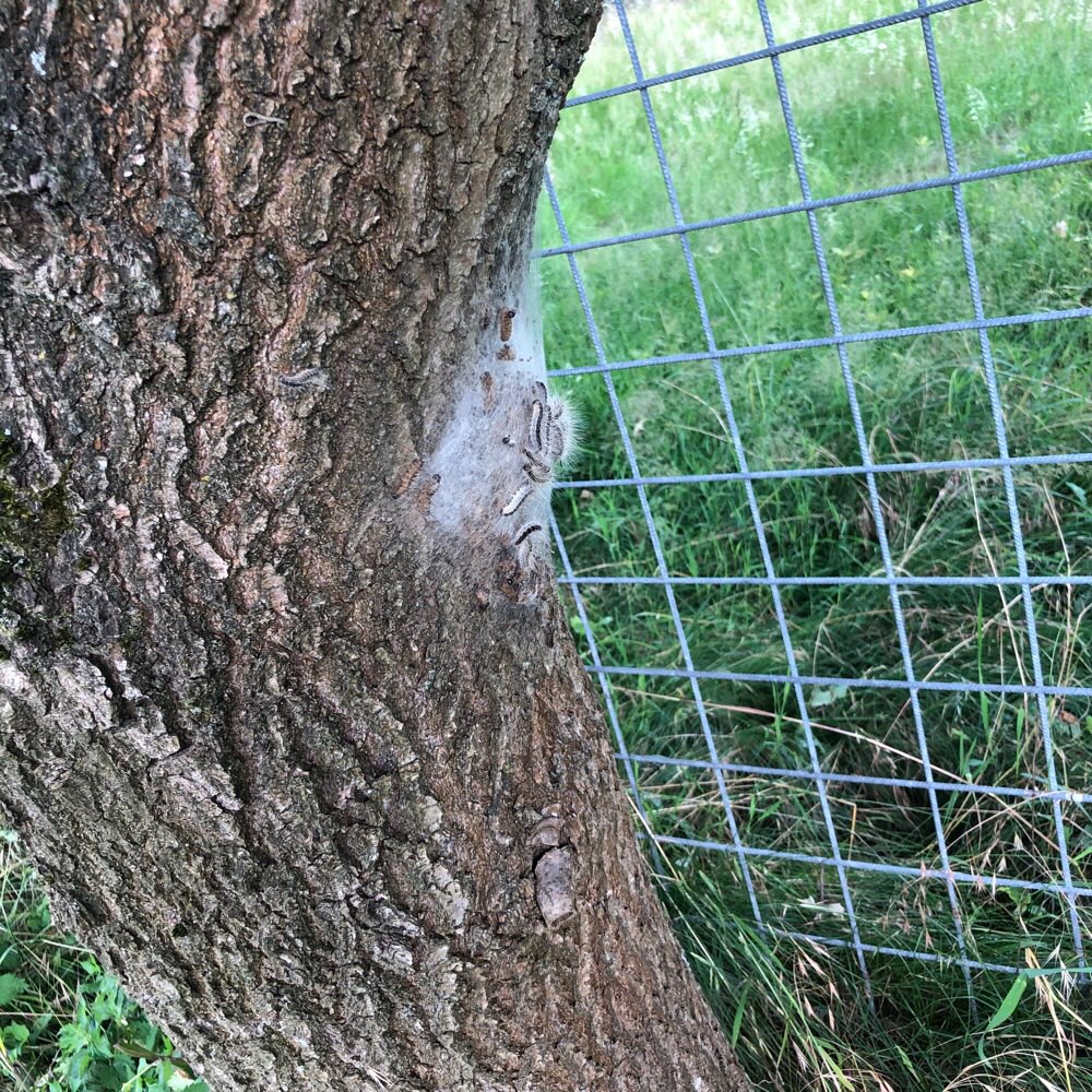 Giftköder-Eichenprozessionsspinner Grüner Winkel-Profilbild