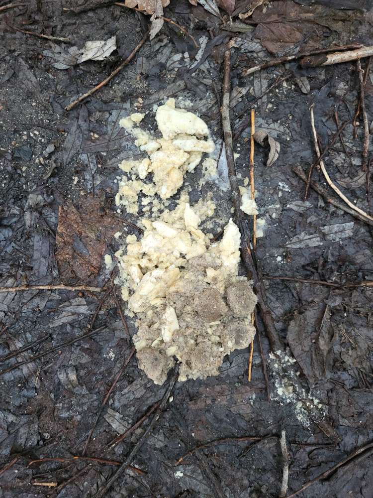 Giftköder-Futter o.ä. (ggf. mit Substanz)-Profilbild