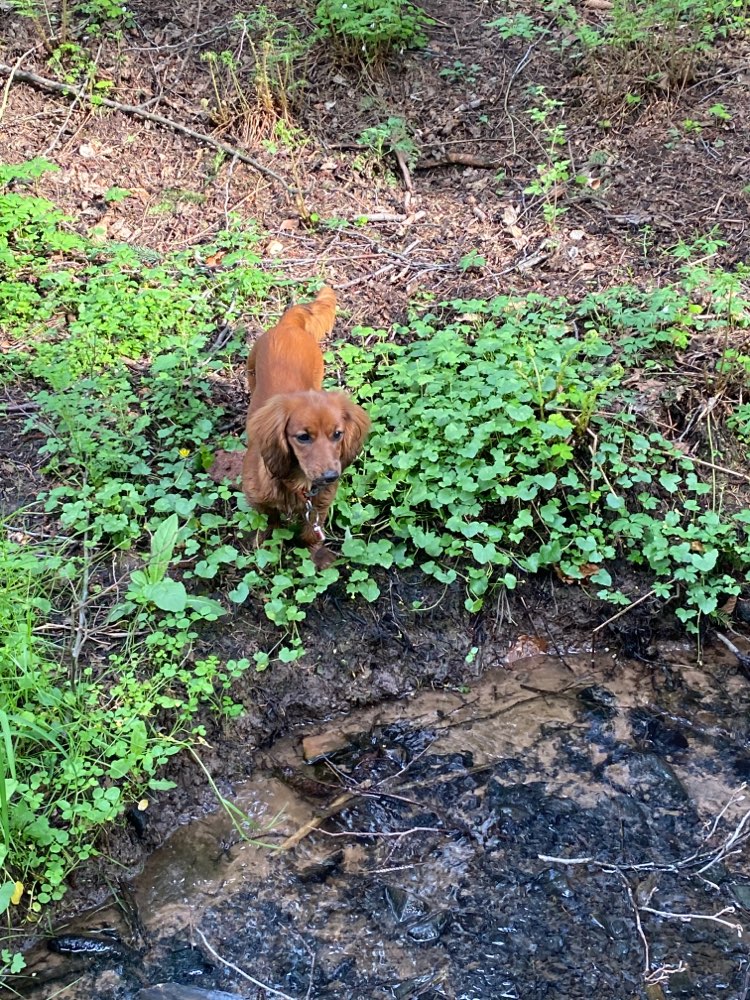 Hundetreffen-Gemeinsam Gassi gehen ... oder einfach nur toben und spielen 🤩🤩-Profilbild