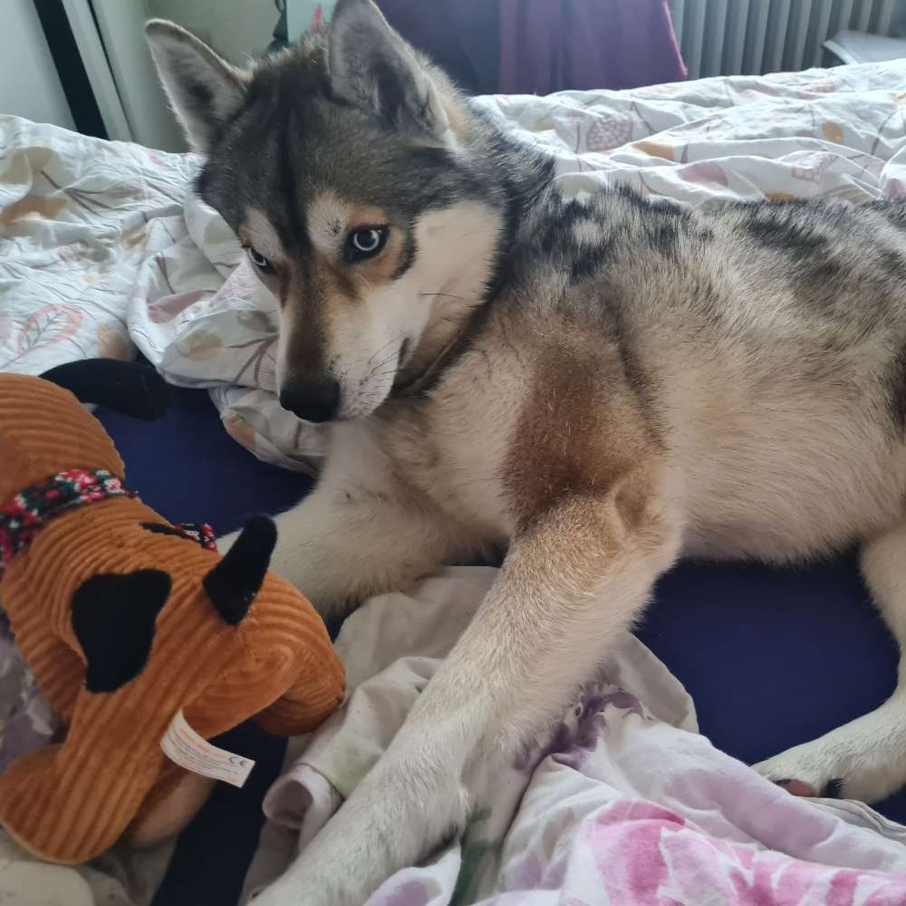 Hundetreffen-Balim sucht eine Beste Freundin zum spielen-Profilbild