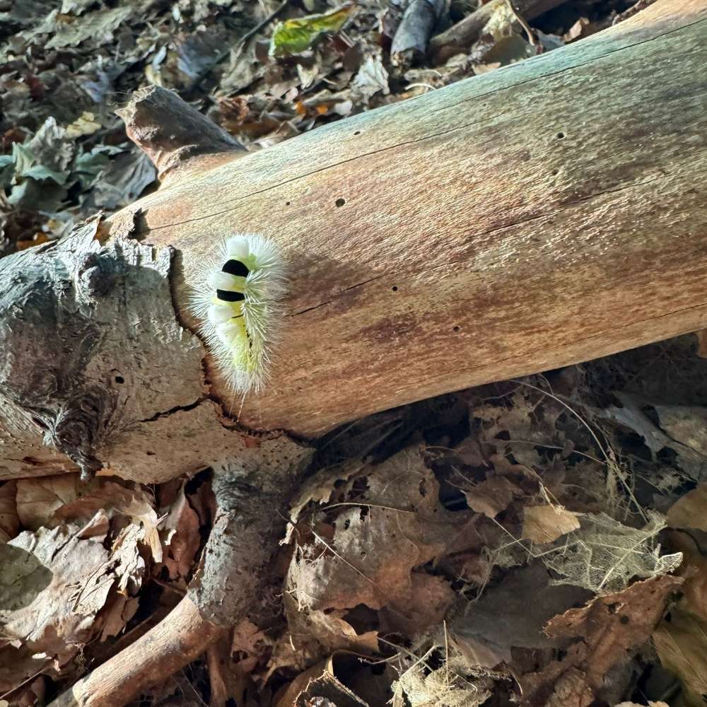 Giftköder-Buchen-Streckfuß-Raupe-Profilbild