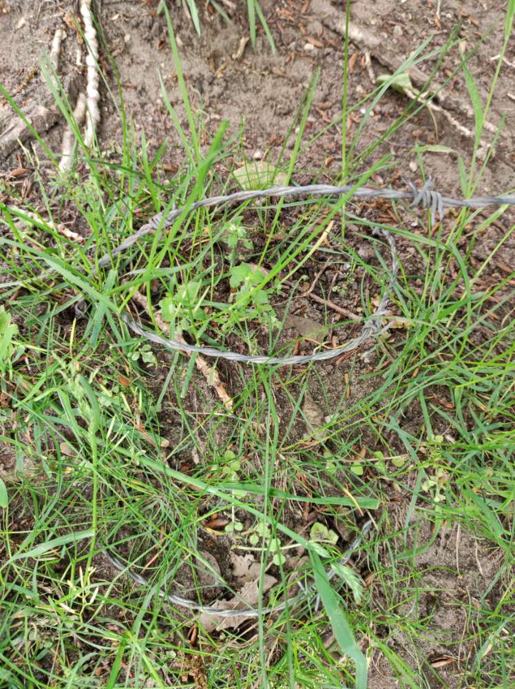 Giftköder-Stacheldraht am Hiltruper See-Profilbild