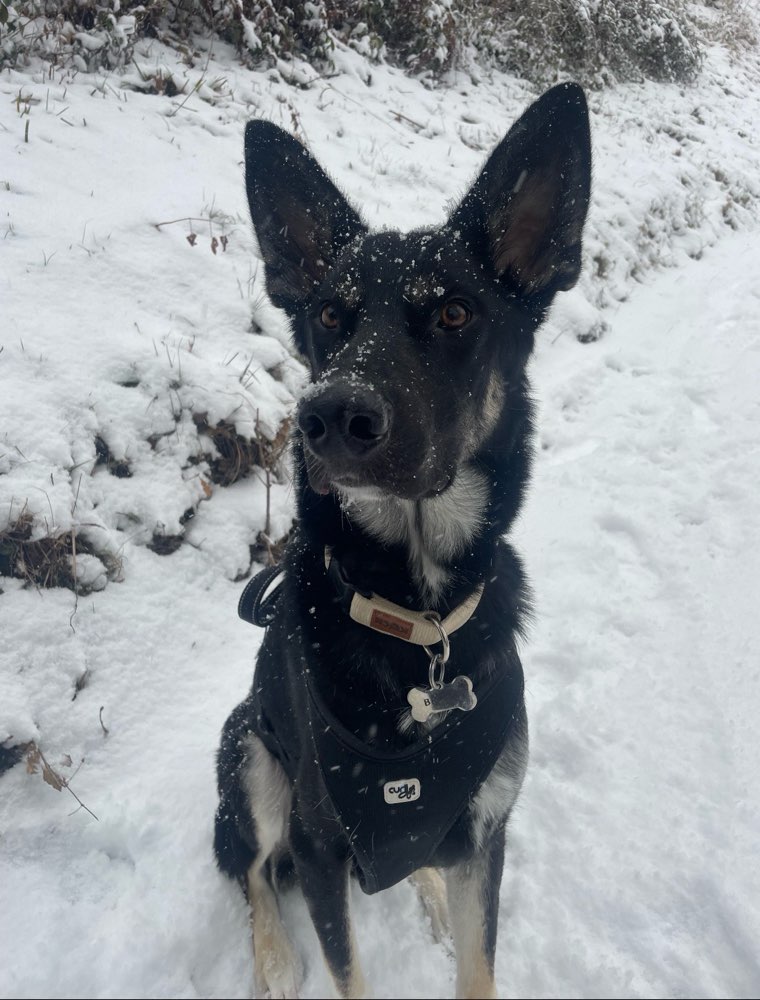 Hundetreffen-Spaß und spielen-Profilbild