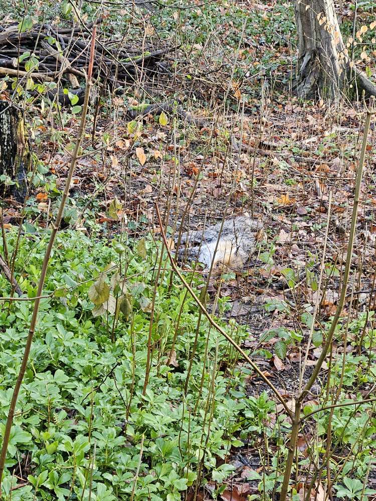 Giftköder-Toter Fuchs-Profilbild