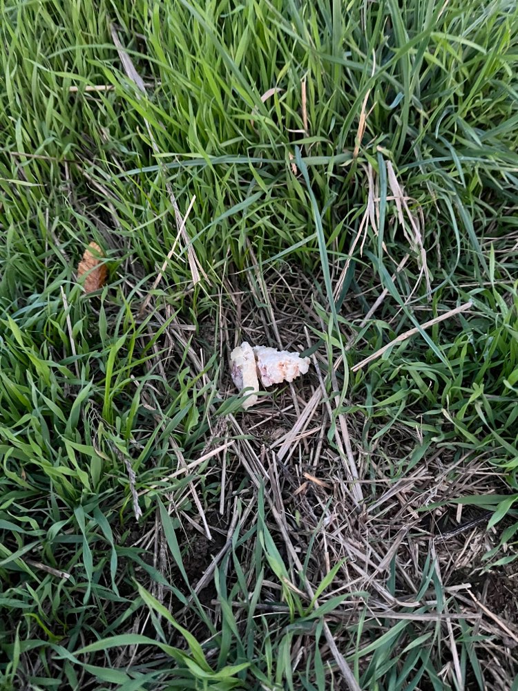 Giftköder-Möglicher Giftköder-Profilbild