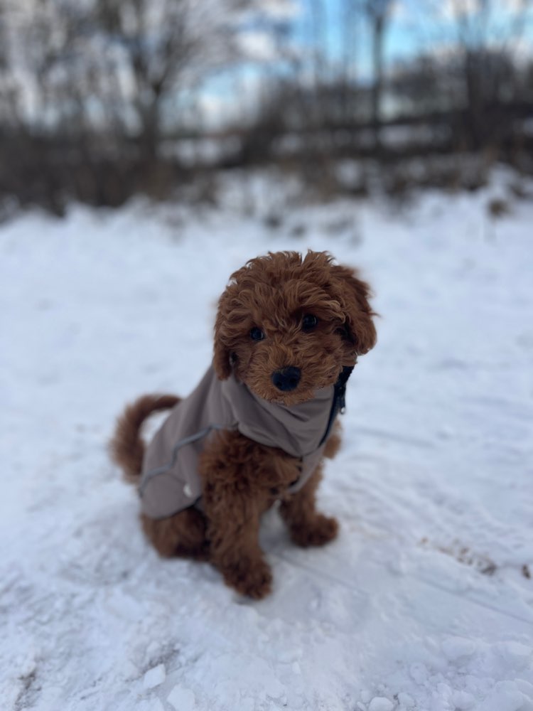 Hundetreffen-Spiel- & Gassirunde Welpentreffen / Hundetreffen 🐶-Profilbild