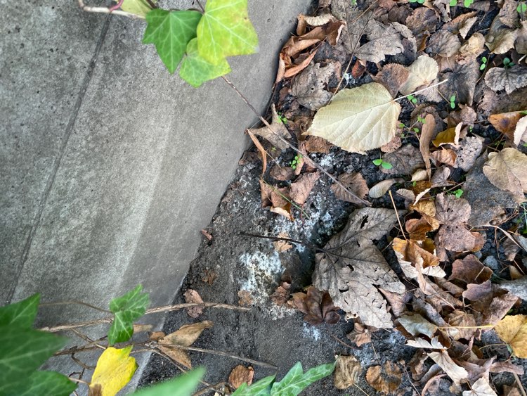 Giftköder-weisses pulver-Profilbild