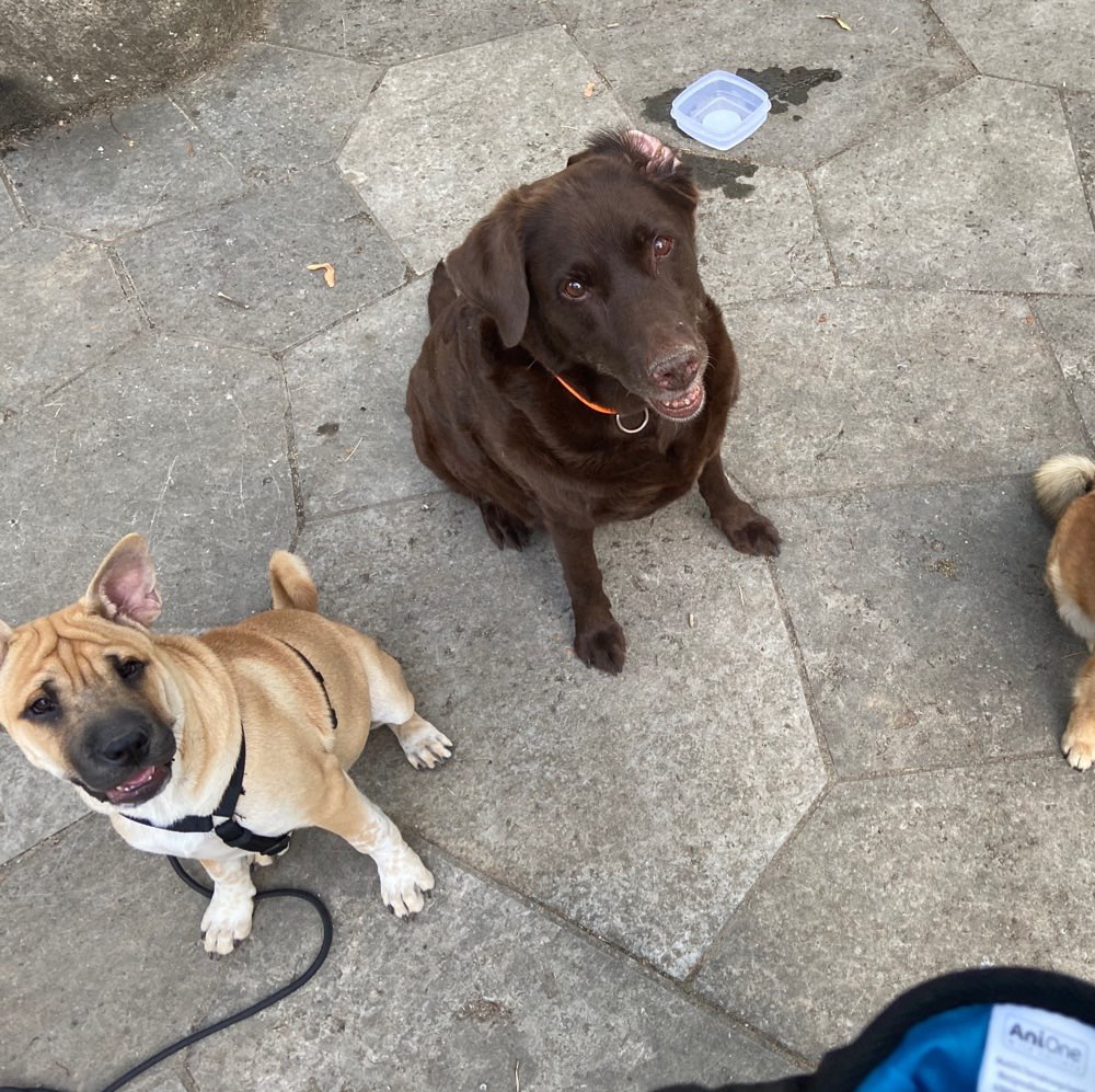 Hundetreffen-Spielen und gassi-Profilbild