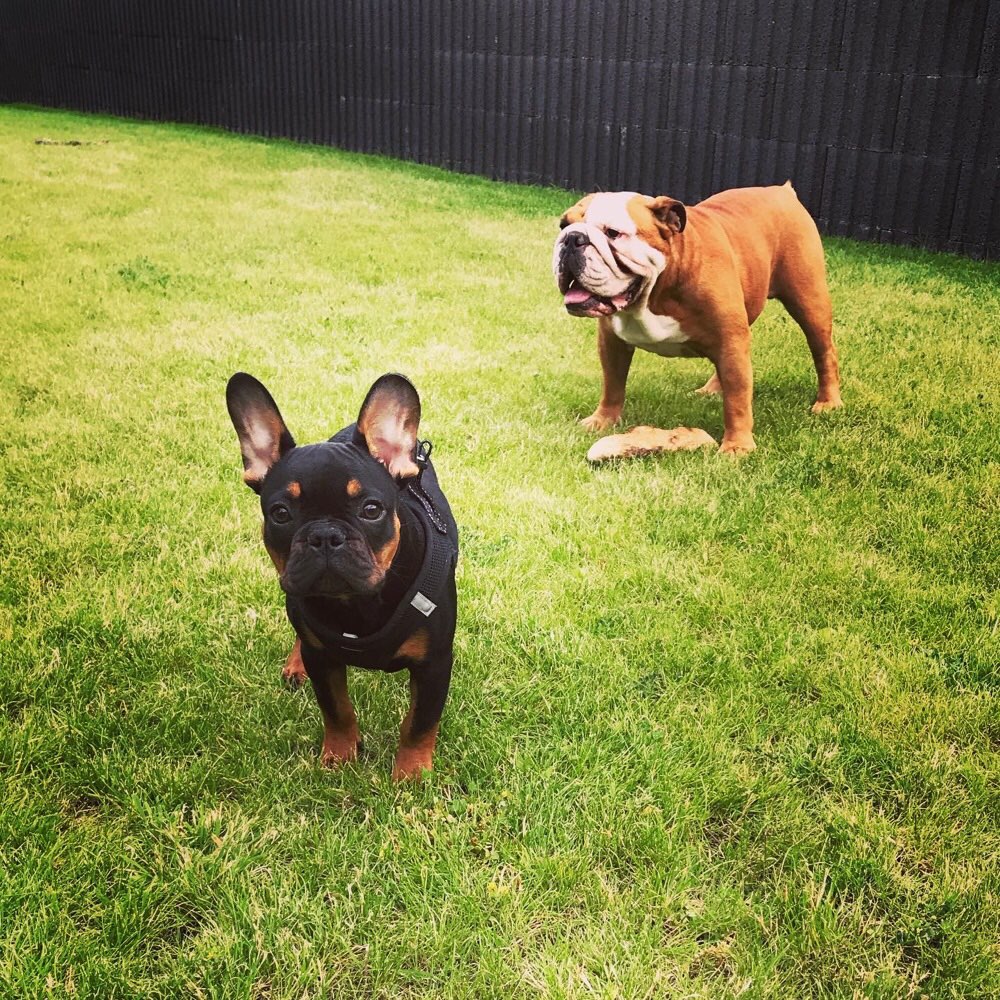 Hundetreffen-Ob Mensch ob Hund, laufen hält gesund-Profilbild