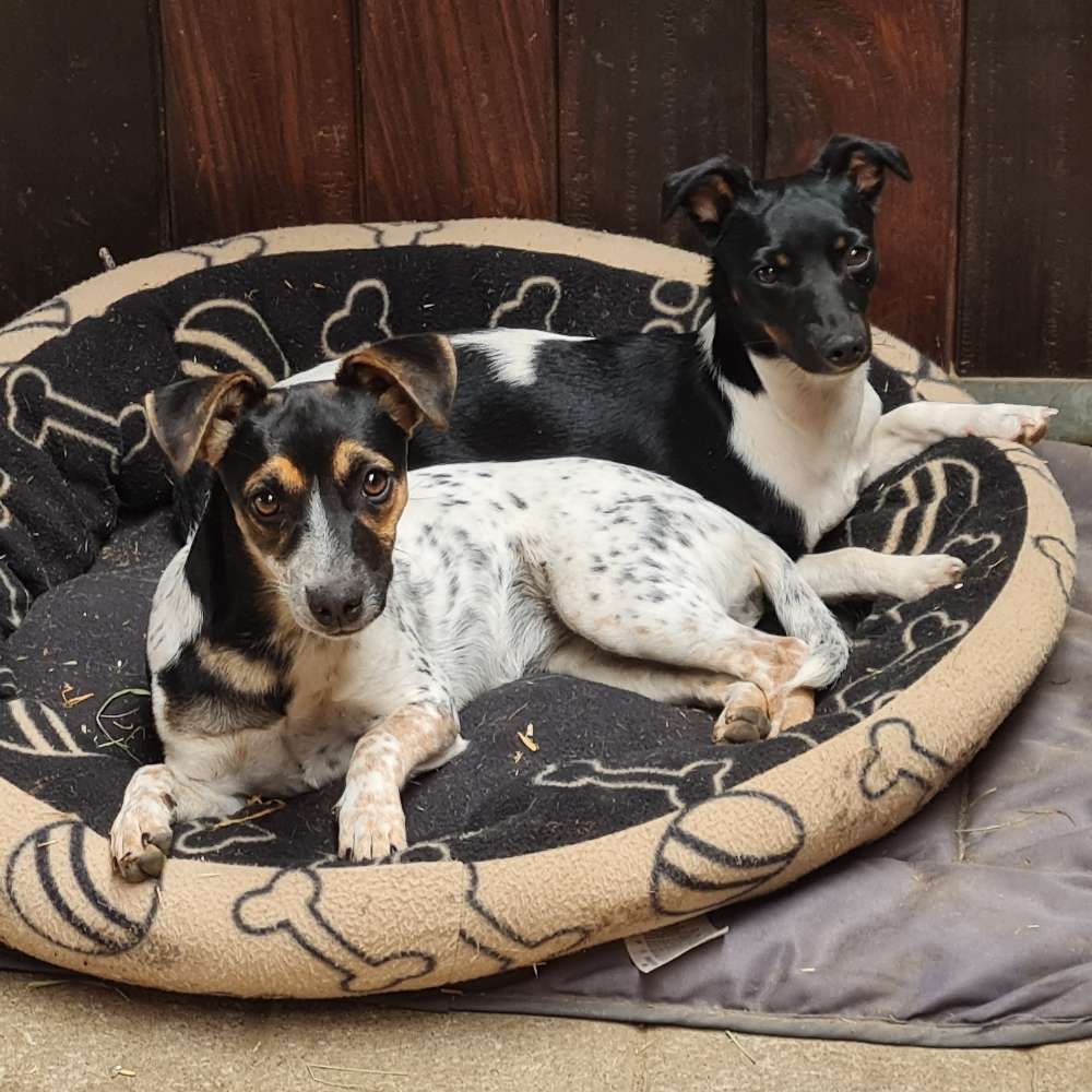 Hundetreffen-Spiel & Spaß-Profilbild