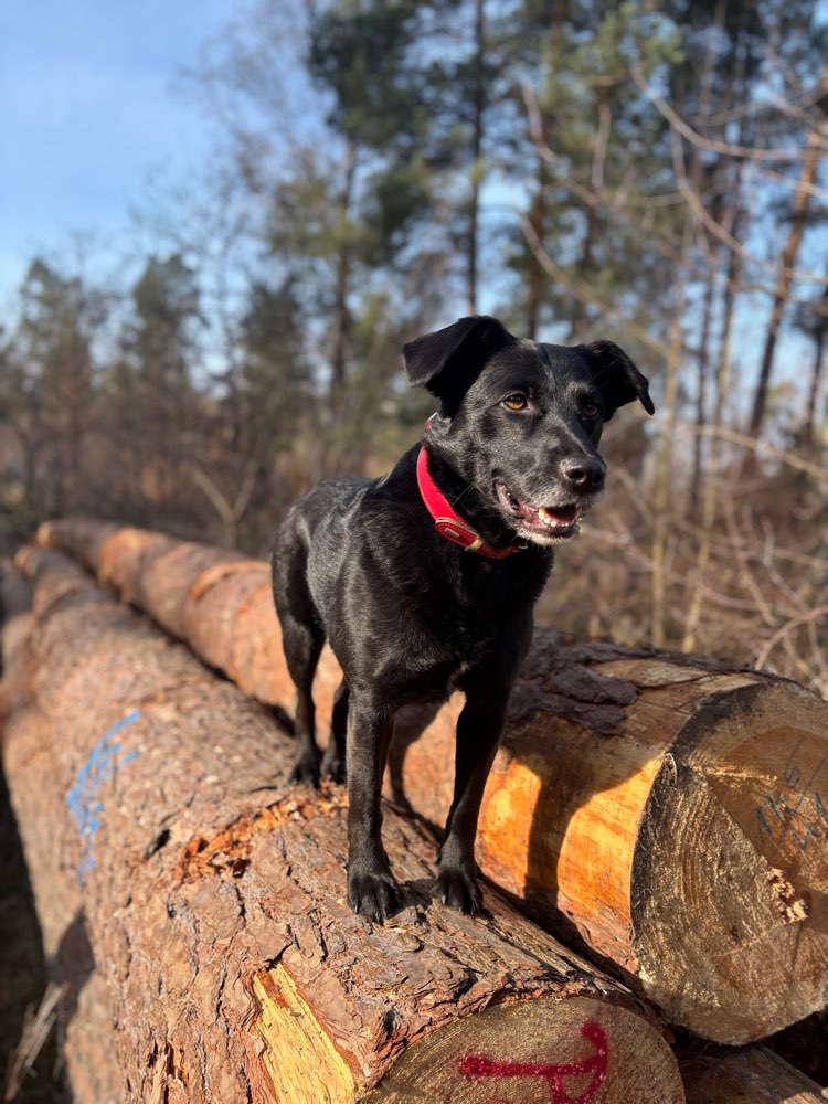 Hundetreffen-Spielpartner-Profilbild