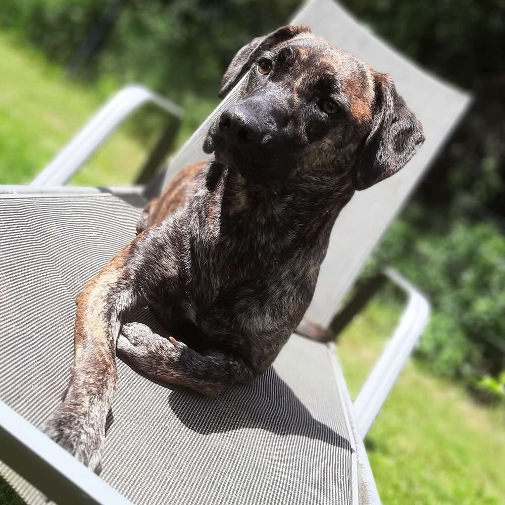 Ersteller:in Ebi sucht gerne Kontakt zu anderen Hunden zum Spielen. Profilbild