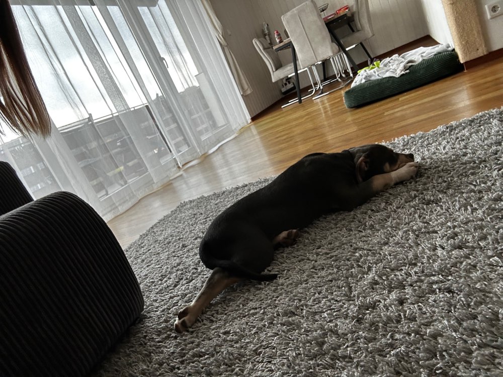 Hundetreffen-Welpentreff-Spzialkontakt-Profilbild