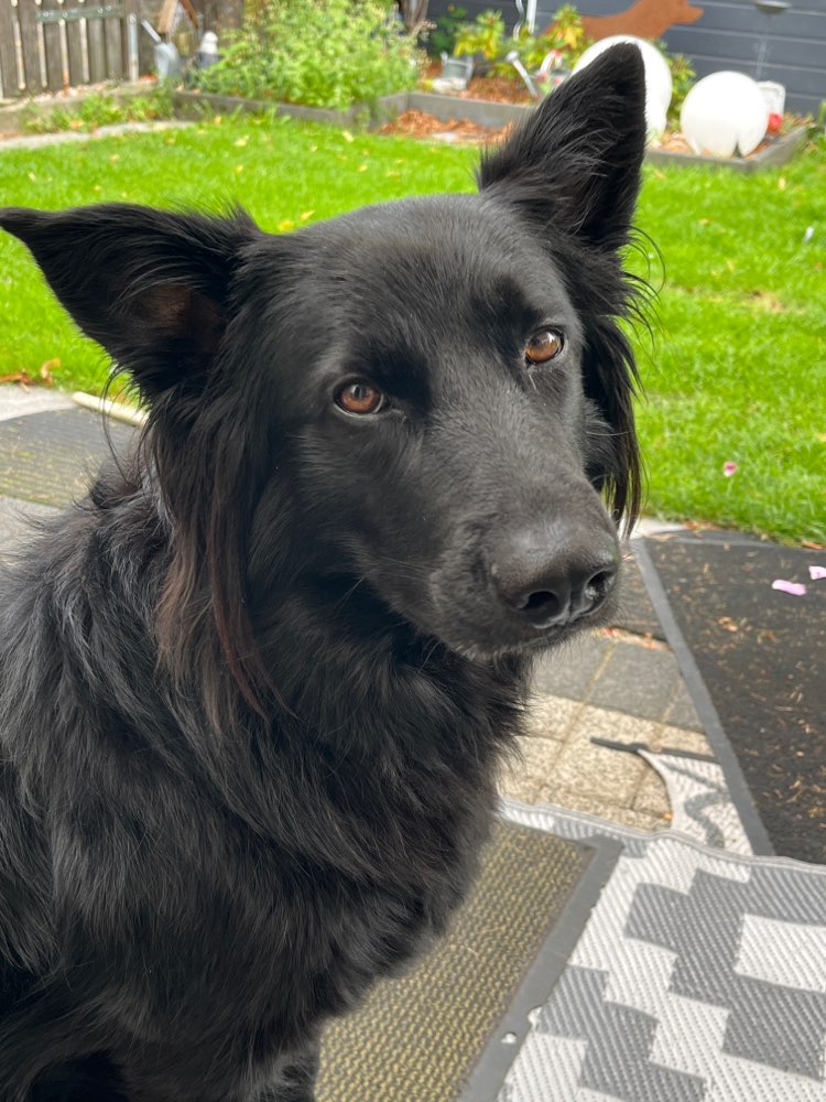 Hundetreffen-Bocholt Löwerik und Umgebung-Profilbild