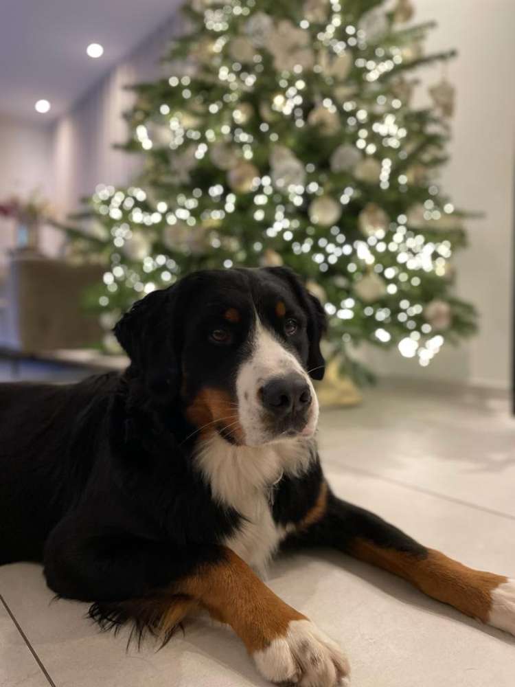 Hundetreffen-Gemeinsam spielen-Profilbild