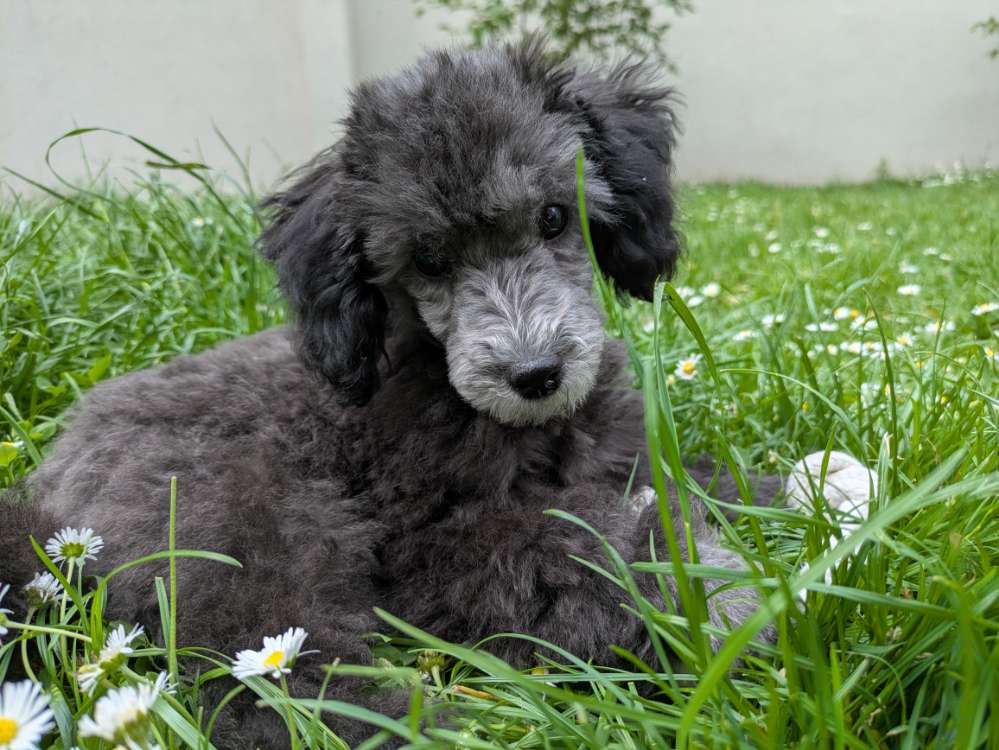 Hundetreffen-Zwergpudel Welpe sucht Spielpartner-Profilbild