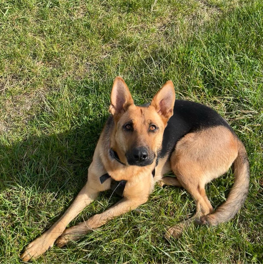 Hundetreffen-Hundefreunde zum Spielen und Spazieren gesucht-Profilbild
