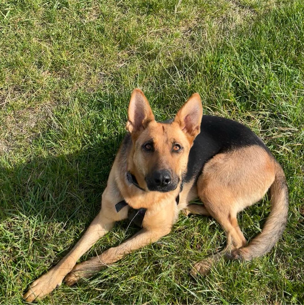 Hundetreffen-Hundefreunde zum Spielen und Spazieren gesucht-Profilbild