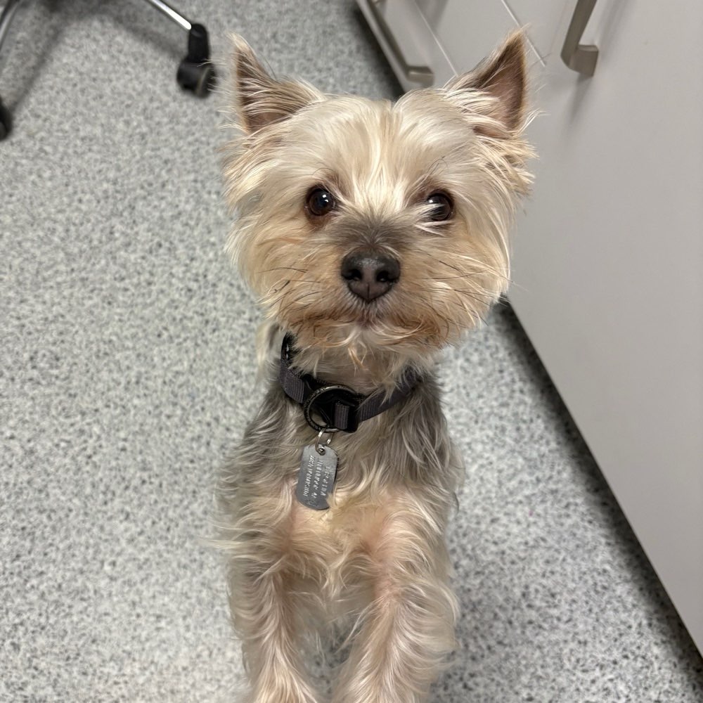 Hundetreffen-Trainingspartner-Profilbild