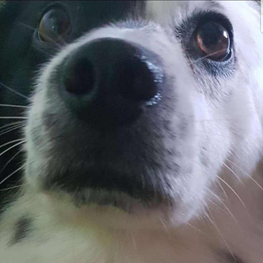 Hundetreffen-Hundebegegnungen üben in 35580 Nauborn-Profilbild