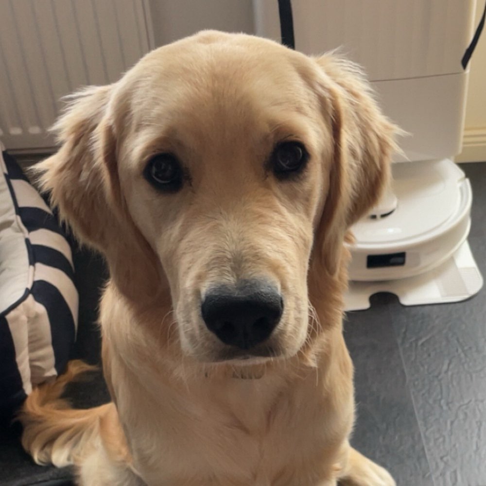 Hundetreffen-Spielkamerad gesucht-Profilbild