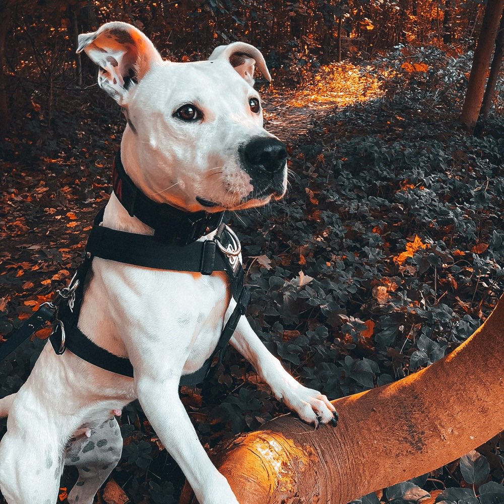 Hundetreffen-Gassirunde-Profilbild