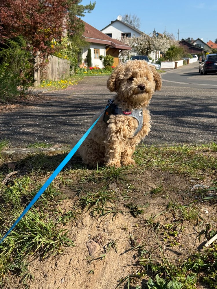 Hundetreffen-Spielkameraden und Gassirunden-Profilbild