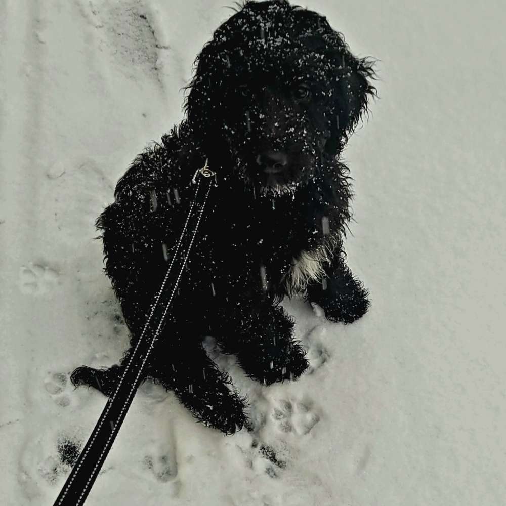 Hundetreffen-Sozialisierung / Spielstunde-Profilbild