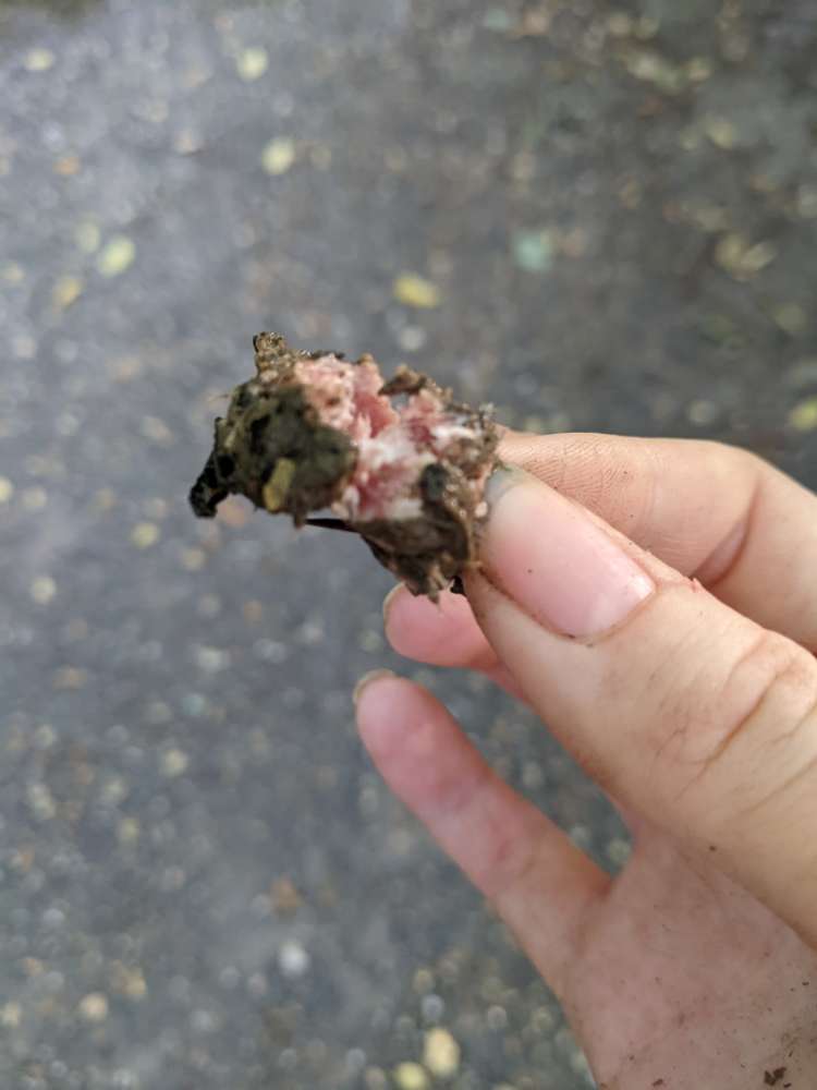 Giftköder-Möglicher Giftköder-Profilbild