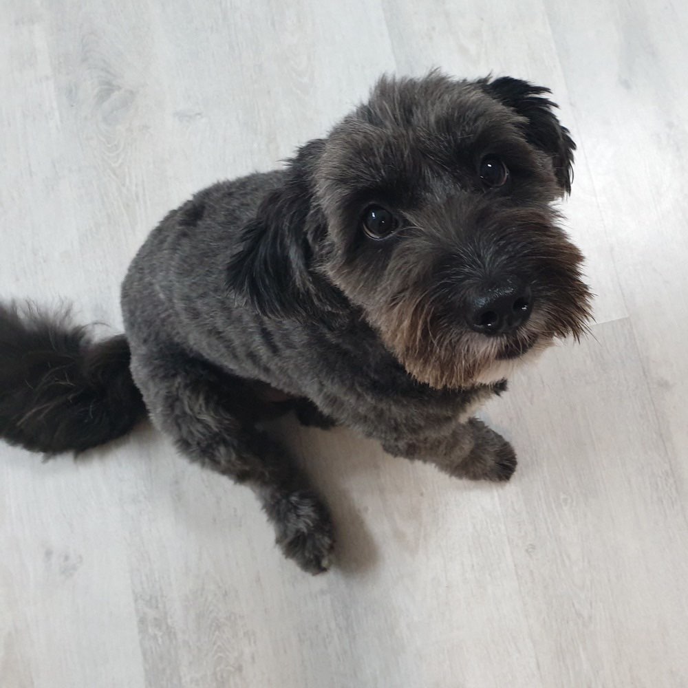 Hundetreffen-Hundefreunde für Chester gesucht (:-Profilbild