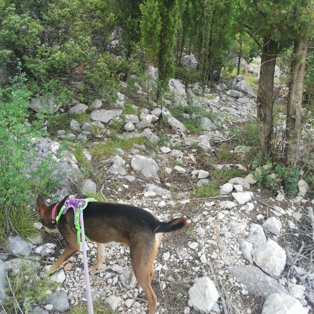 Hundetreffen-Gemeinsames Laufen mit den Hunden-Profilbild