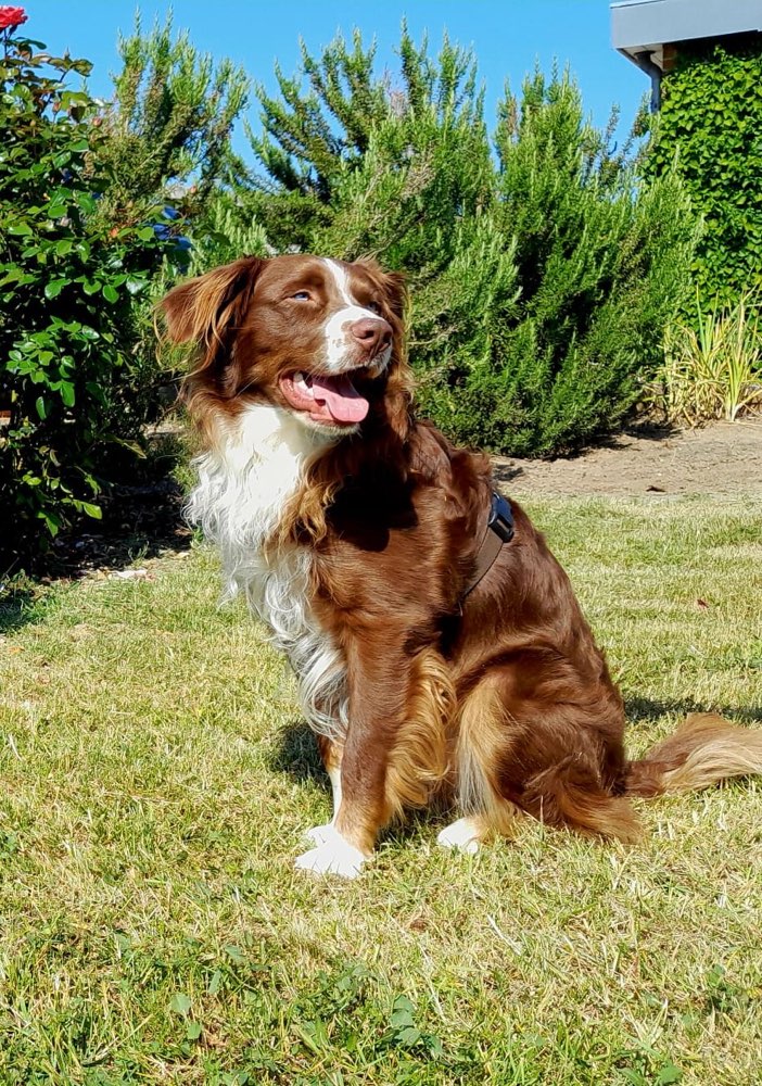 Hundetreffen-Suche Hundefreunde..-Profilbild