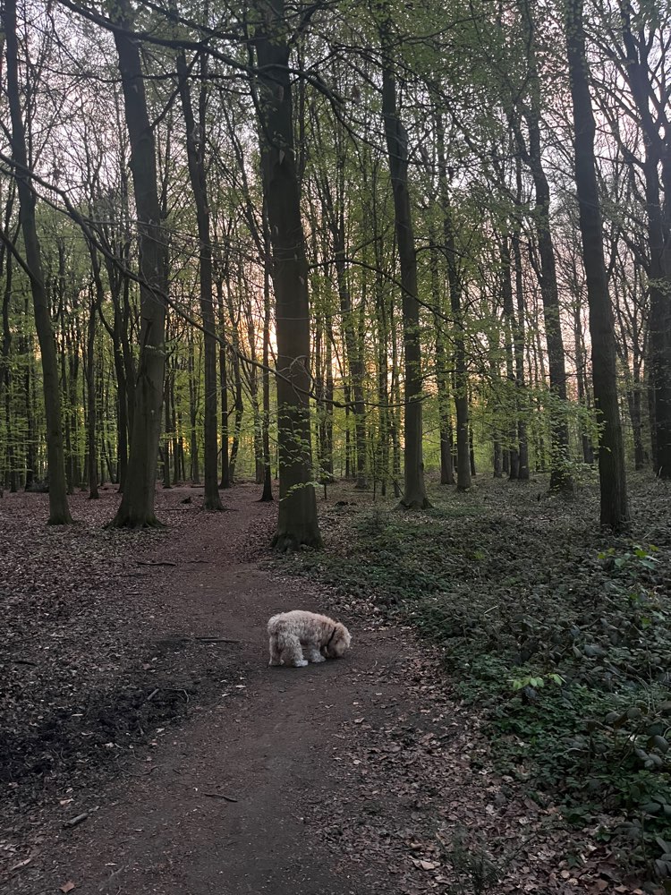 Hundetreffen-Spaziergang im Wald-Profilbild
