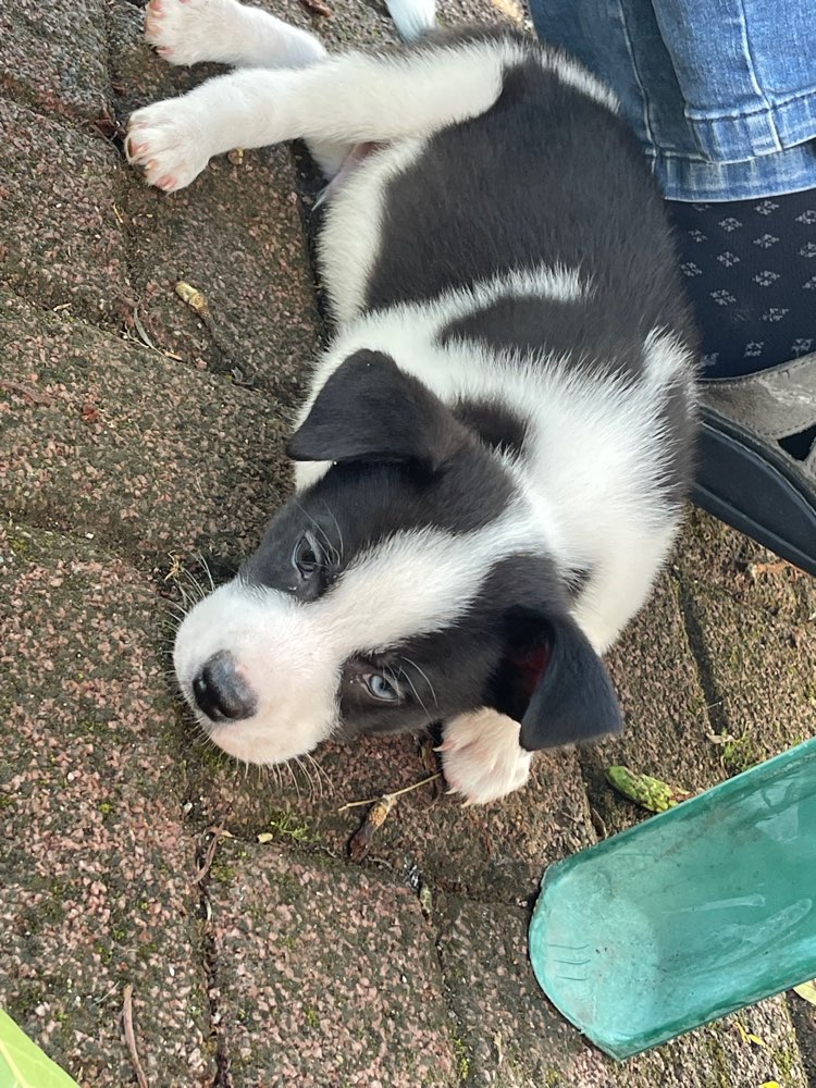 Hundetreffen-Welpentreffen/Spielen/Üben-Profilbild
