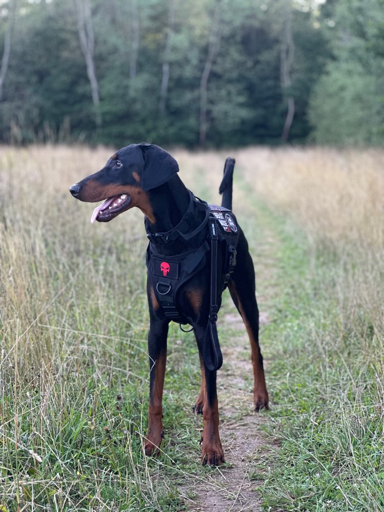 Hundetreffen-Gemeinsam spazieren und spielen-Profilbild