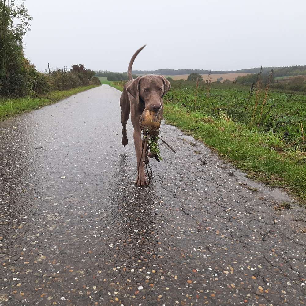 Hundetreffen-Training-Profilbild