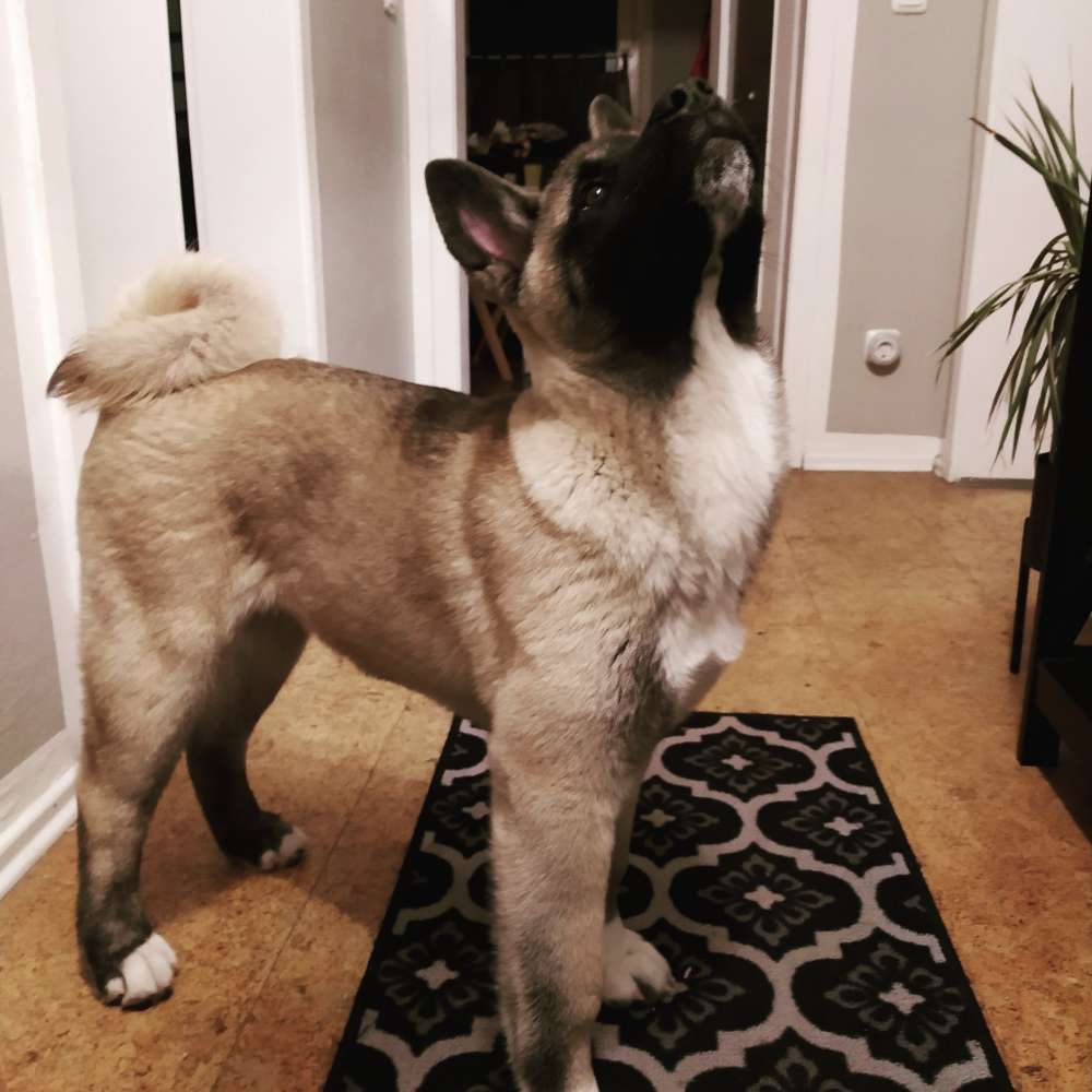 Hundetreffen-Junghunde/Welpentreffen-Profilbild