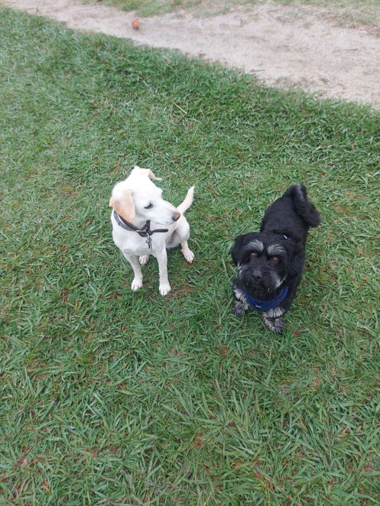 Hundetreffen-Begnungen mit anderen Fellnasen-Profilbild