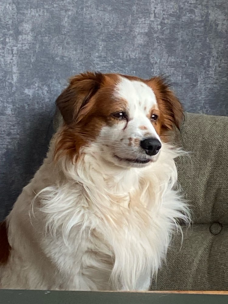 Hundetreffen-Hundedame oder ( kastrierter Rüde)-Profilbild