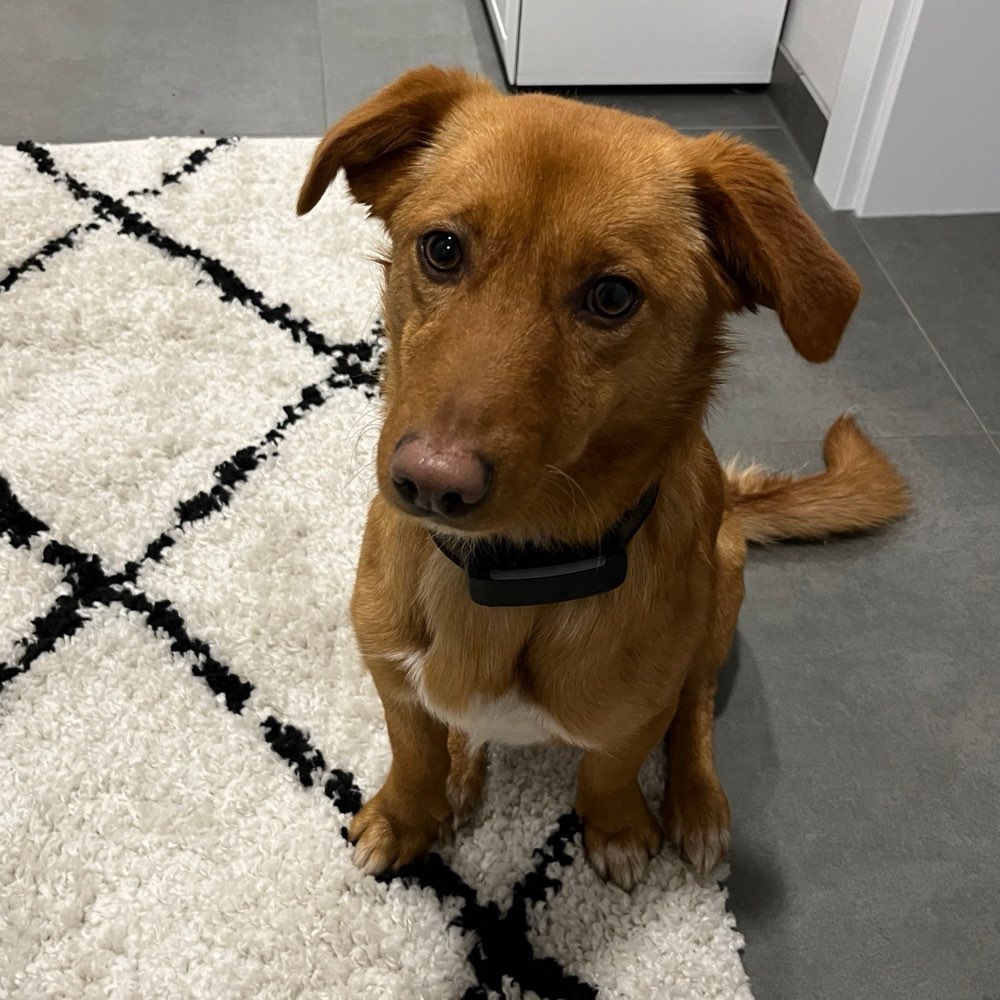 Hundetreffen-Gassirunde/ Spieltreffen-Profilbild