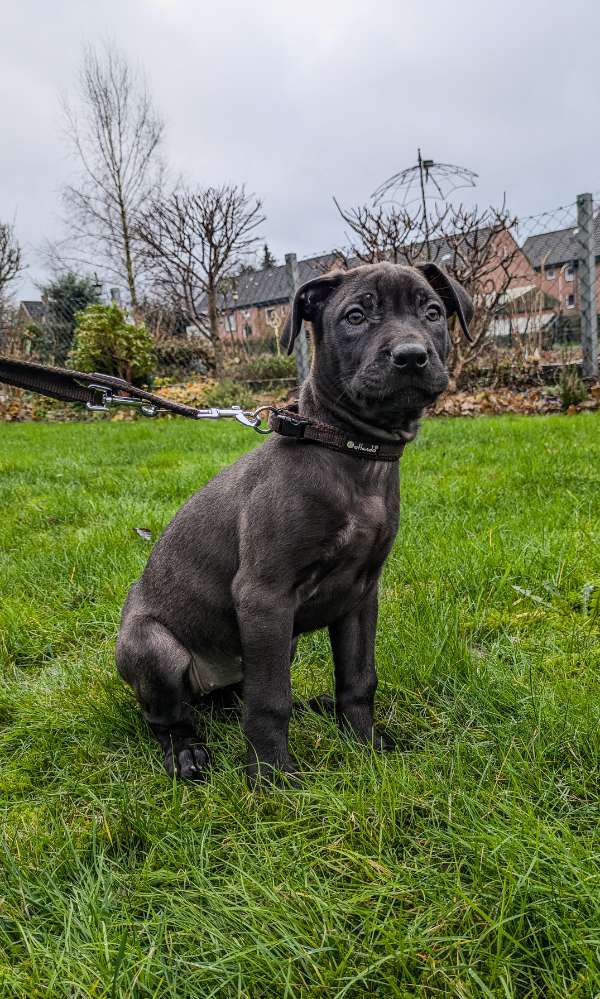 Hundetreffen-Spielgefährte Gesucht-Profilbild