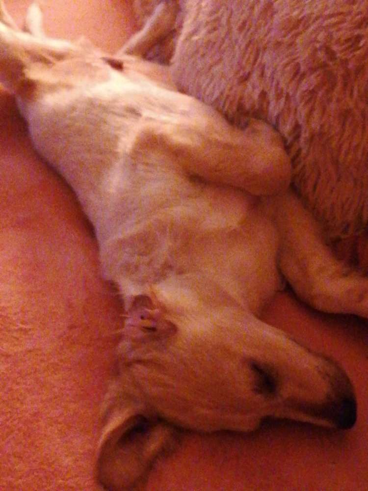 Hundetreffen-Welpentreff in Solingen Aufderhöhe-Profilbild